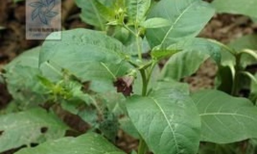 食物的热量表-食物基本热量表大全、食物基本热量表大全图 -食物基本热量表大全网